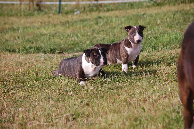 de la Tribu Parisii - Bull Terrier - Portée née le 30/05/2011