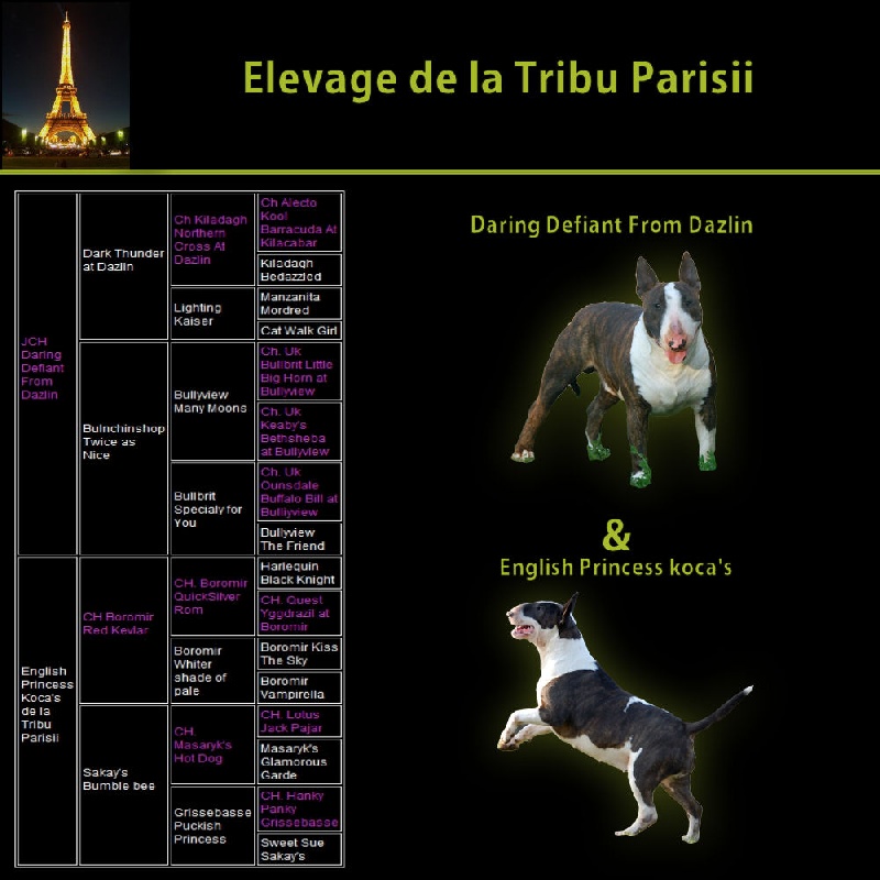 de la Tribu Parisii - Bull Terrier - Portée née le 23/03/2012