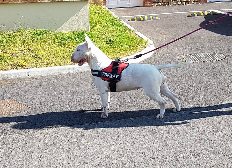 La mara salvatrucha de la Tribu Parisii