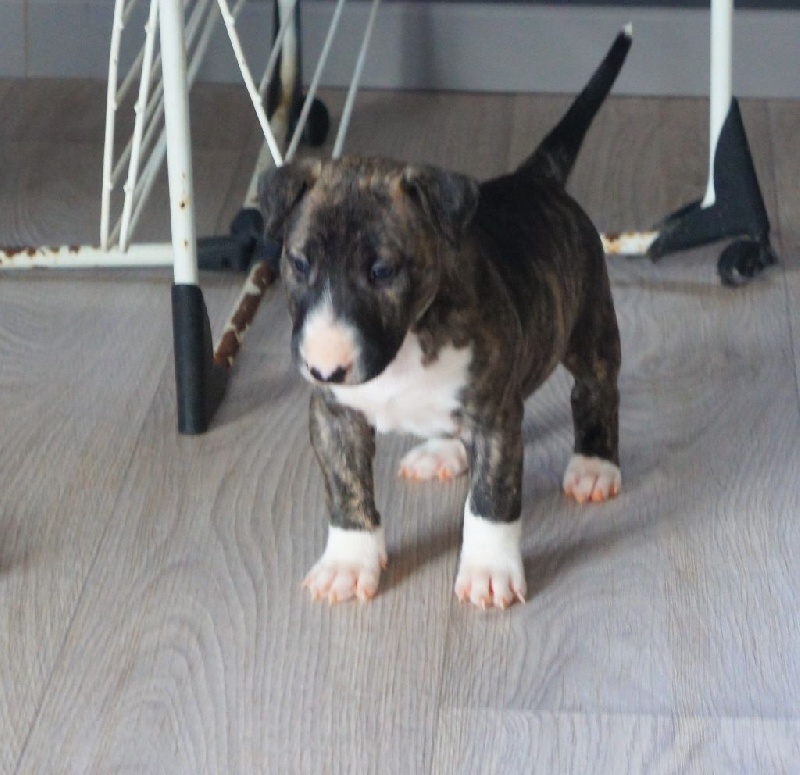 de la Tribu Parisii - Bull Terrier - Portée née le 17/12/2015